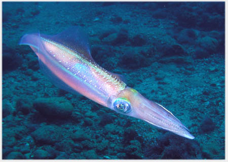 �_�C�r���O �C���@�A�I���C�J