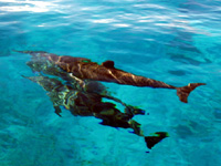 �_�C�r���O�x�e