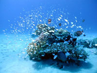 �_�C�r���O �C���@�f�o�X�Y��