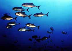 �T�C�p�� �t�H�r�f�B���A�C�����h