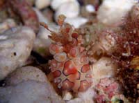 �_�C�r���O �C���@�t���\�f�G�r