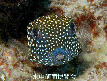 �T�C�p�����������@��ʔ�����