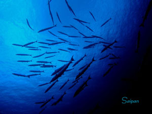 �T�C�p���@�O���b�g GROTTO�@�o���N�[�_