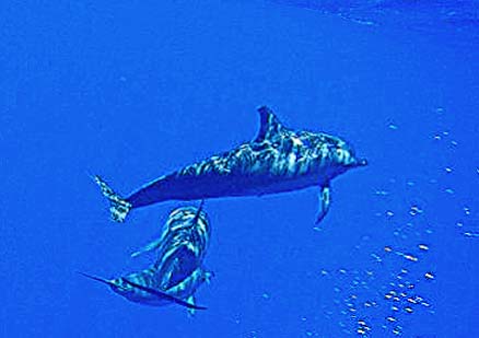 �_�C�r���O �C���@�C���J