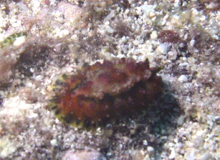 サイパン ダイビングで見られるウミウシ類　貝類