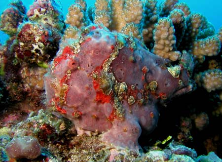 �_�C�r���O �C���@�C�U���E�I