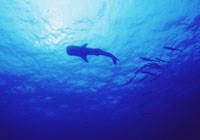 �_�C�r���O �C���@�W���x�C