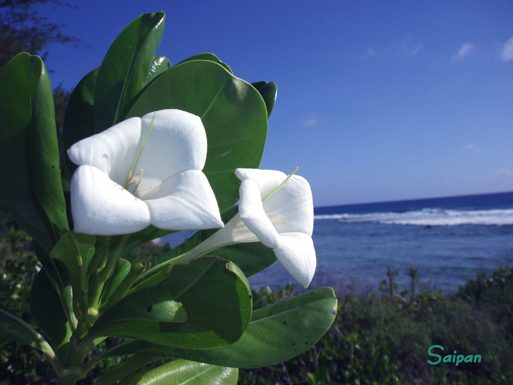 サイパン海の壁紙 サイパン島のビーチや生物 水中風景などフリー素材 画像写真 を提供 マサダイブ サイパン Saipan
