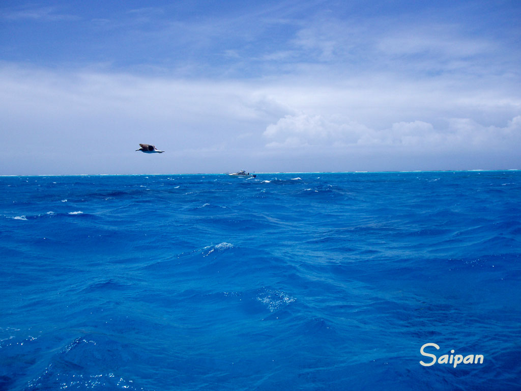 サイパンダイビングと海の壁紙 サイパン島のビーチや生物 水中風景などフリー素材を提供 マサダイブ サイパン Saipan
