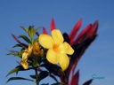 北マリアナ　花（キバナランタナ）　画像