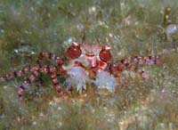 �_�C�r���O �C���@�L���`���N�K�j