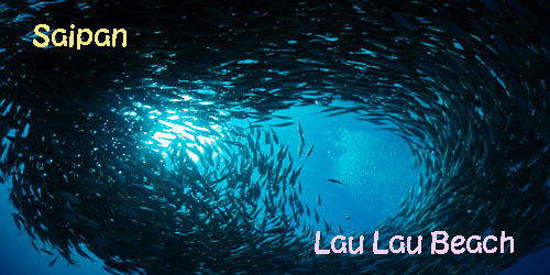 ���E���E�r�[�`�@�A�W�I��