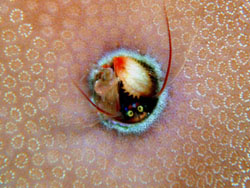 ���E���E�r�[�`�R