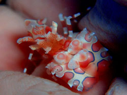 ���E���E�r�[�`�T