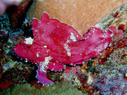 ���E���E�r�[�`�X