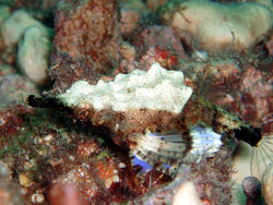 ���E���E�r�[�`�U