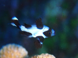 ���E���E�r�[�`�V