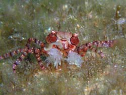 ���E���E�r�[�`�W