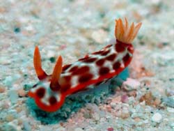 ���E���E�r�[�`�P�O