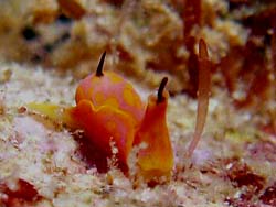 ���E���E�r�[�`�P�P