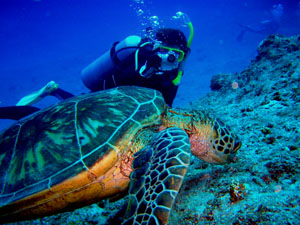 ���E���E�r�[�`�@�J��