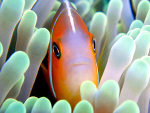 ���E���E�r�[�`�@�N�}�m�~