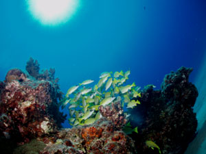 ���E���E�r�[�`�@�I�A�V�X