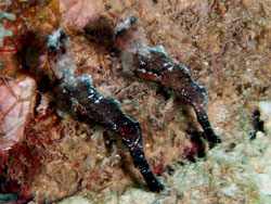 ���E���E�r�[�`�P