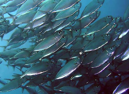 �_�C�r���O �C���@�A�W��