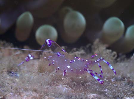 �_�C�r���O �C���@�i�f�V�R�J�N���G�r