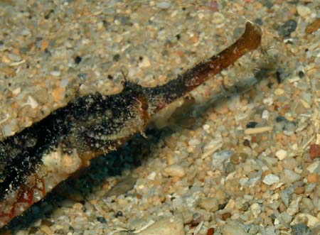 �_�C�r���O �C���@�^�c�E�~���b�R