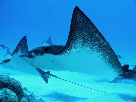 �_�C�r���O �C���@�}�_���g�r�G�C